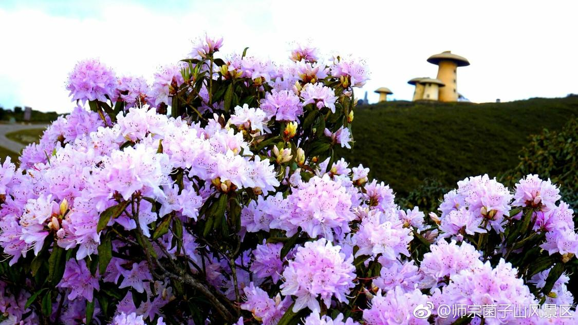 货车出事故后被哄抢货物全部追回